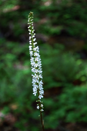 {Galax urceolata}